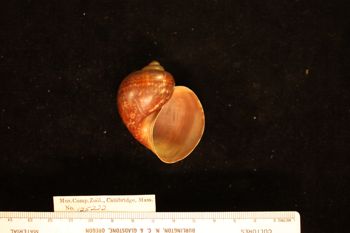 Media type: image; Malacology 125222